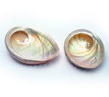 Australian Abalone Shell